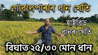১ বিঘাত ২৫/৩০ মোন ধান গোৱালপাৰাত। Nuziveedu Seeds NP 7075 ॥Dhan Kheti॥ Hybrid paddy seeds in Assam