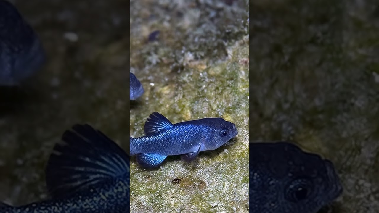The Rarest Fish in America Lives in a Desert Cave 