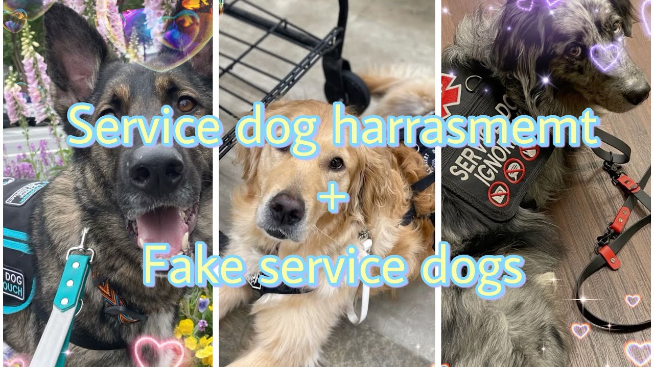 Service dog harassment + fake service dogs complication!!!!