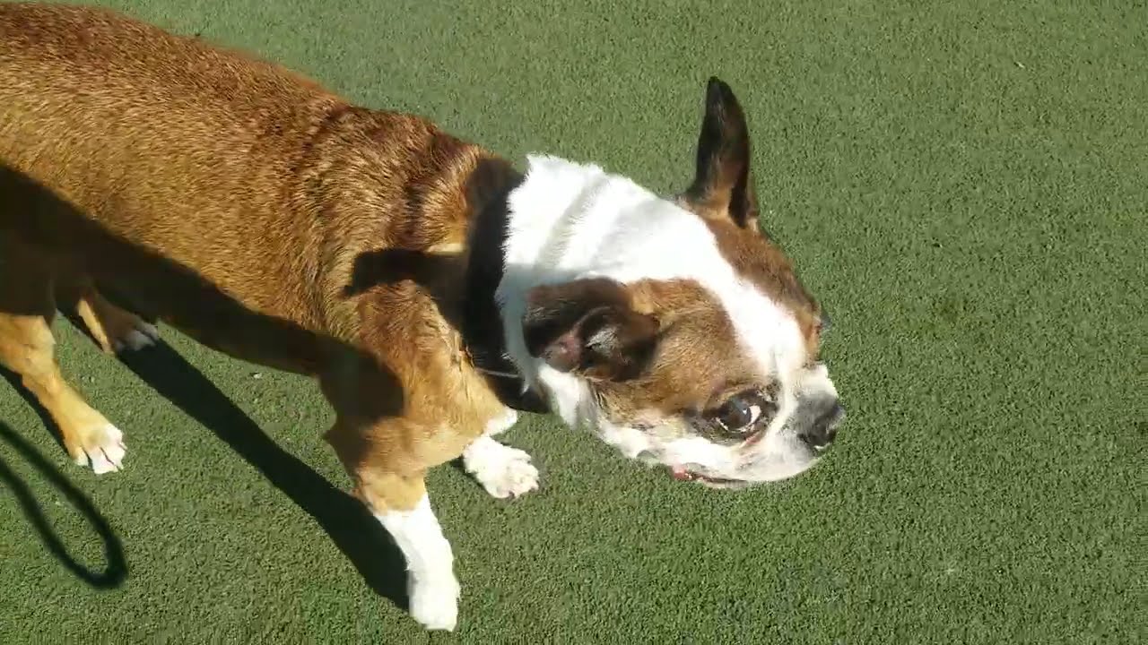 Playtime at Dogs On The Farm & Cats Too!