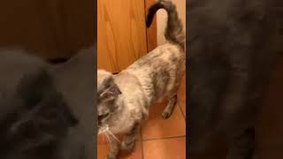 SPCR - Posey the Lynx Point Siamese available for adoption