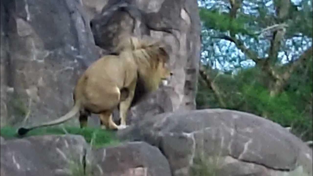 Pooping Lion Original YouTube