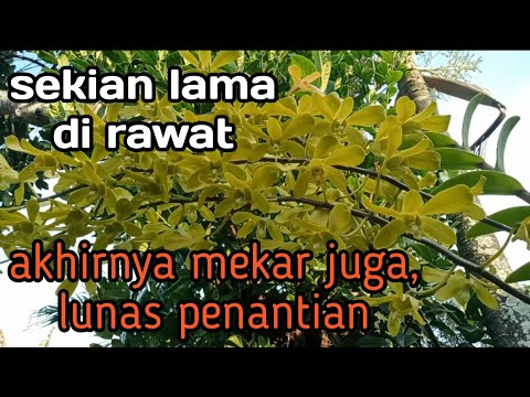 Putar Bunga anggrek - Ibu Kasur