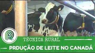 Veja como funciona a produção de leite no Canadá