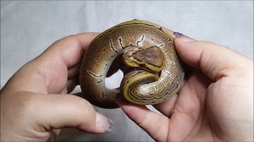 Ball Python Egg cutting video update - clutch 2 - 2017