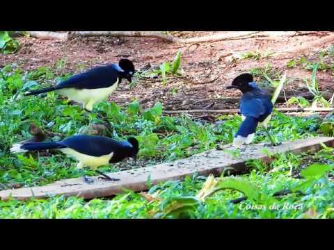 Gralha-picaça chegou na semente de Girassol, Cyanocorax chrysops, Plush