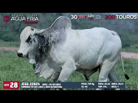 LOTE 28