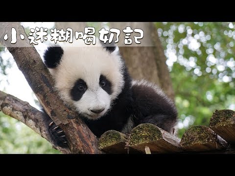 “成風”的成長日記第10部 小迷糊喝奶記 | iPanda熊貓頻道
