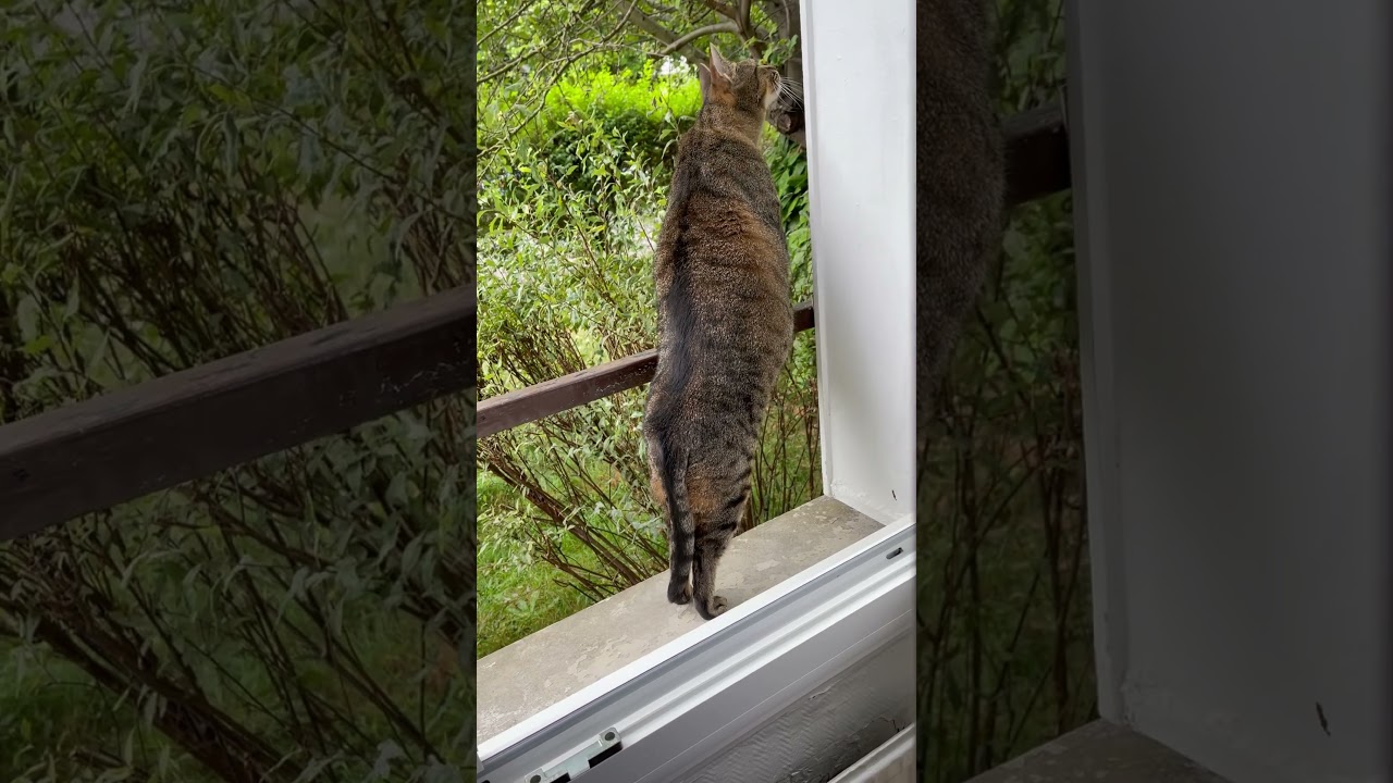 24 juin 2025 Mon chat regarde quelque chose…