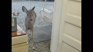 This deer!(2)