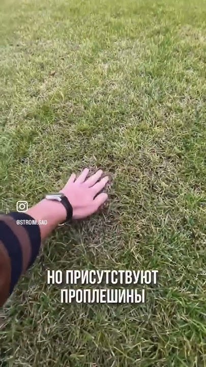 Замена посевного газона на рулонный #ландшафт #газон #рулонныйгазон ...