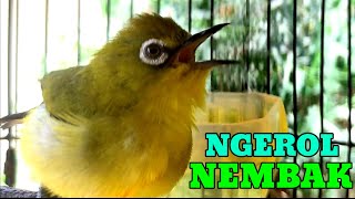 Masteran Pleci Dakun Pacitan NGEROL NEMBAK