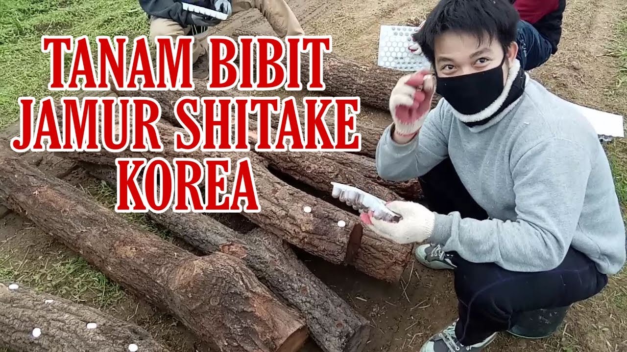 KERJA BUDIDAYA JAMUR SHITAKE / HIOKU DI KOREA 