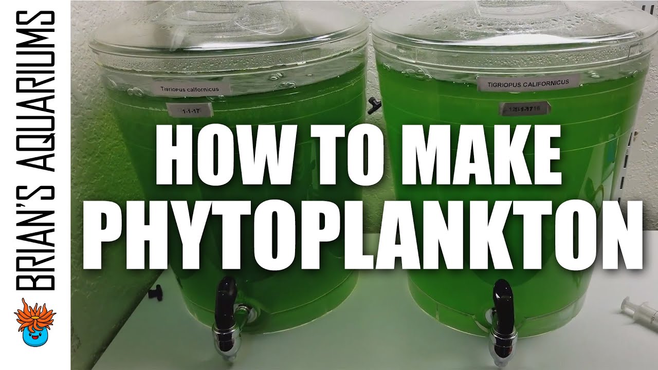 How to make Phytoplankton - YouTube