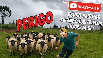O dia em que as ovelhas PERSEGUIRAM Pedro Pastore  e ele lembrou do Pradoverme! 🐑🤣