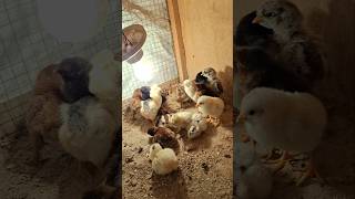 Chick Hatch Basic: Heat Lamp 24h#farmlife #farm #farming #shortvideo #shortsfeed #shorts