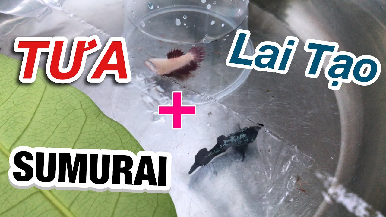 Thử Lai Tạo Cá Betta SUMURAI Và Cá Betta TƯA | Kết Quả Bầy Cá Con