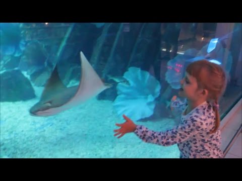 Путешествие в ОАЭ Дубай Влог Дубай Молл, поющие фонтаны | Dubai Mall Fun Family trip Dubai UAE