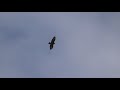 Buzzard in flight. Buzzard silhouette