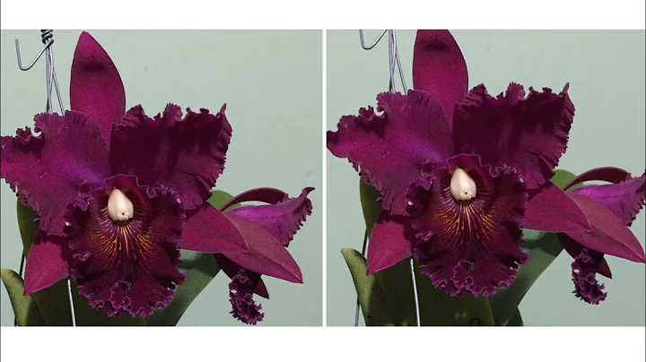 Cattleya Chia Lin como cultivar
