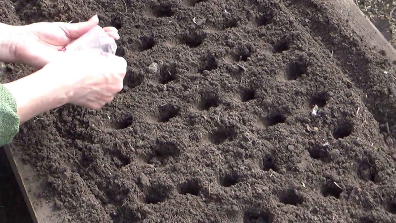 Редис, посев в теплице.