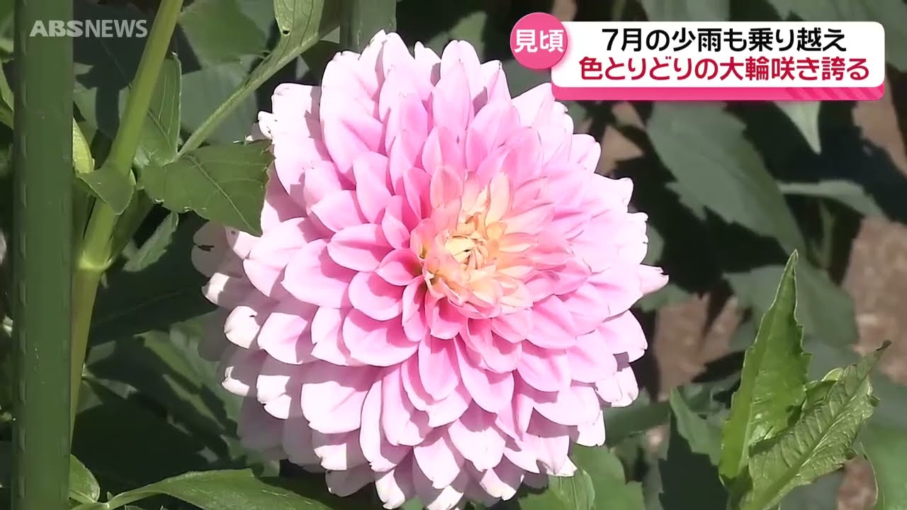 Approximately 7,000 plants in full bloom! Akita International