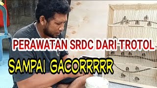 Daily maintenance of SRDC trotol up to the casting stage is very easy #srdcbali