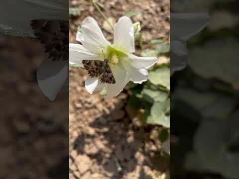 پروانه ی زیبا در حال خرودن شهد گل  تهران تهران گردی تهرانگردی