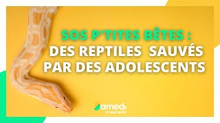 SOS P'tites Bêtes : des reptiles sauvés par des adolescents - Samedi à tout prix by Samedi à tout prix 1,908 views 2 years ago 6 minutes, 51 seconds