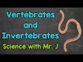 Understanding Invertebrates and Vertebrates