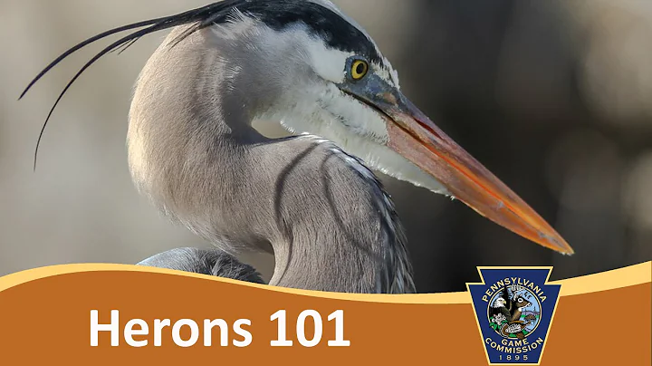 Herons 101
