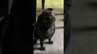 #pug #dog #doglover #trending #viral #viralvideo