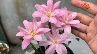 The beauty of rain lilies | grow rain lilies at home