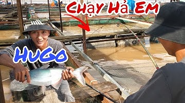 Câu Cá Tra Sông ,Mùa Nước Đỗ ,Làng Bè Bình Thạnh ,Lúc Nào Cũng Dính Hugo | Trần Đại Fishing |#32