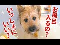 子犬がお風呂に入りたすぎて妻につきまとうんです