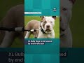 XL Bully dogs to be banned by end of the year #itvnews #xlbully #xlbullydog