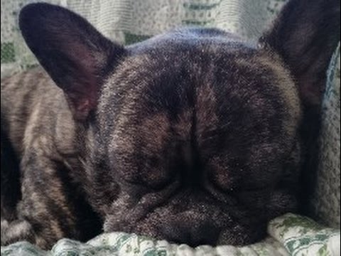 Frebull vs Brussels Griffon "It's mine"