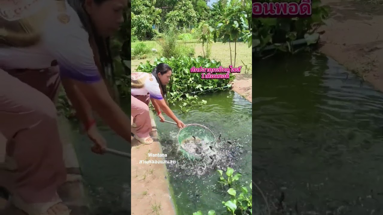 ปลาดุกบิ๊กอุยไซส์หนึ่งเดือน #เลี้ยงปลาดุกในคลองไส้ไก่ #เกษตรผสมผสาน #canal #nature #คลองไส้ไก่