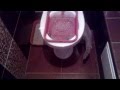 Приучаю кошку к унитазу своим методом / Accustom the cat to the toilet by his method