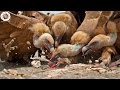 Feeding vultures in the Pyrenees (Spain)