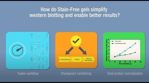 Stain-Free Western Blotting Enables Faster Results and Better Data