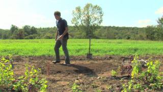 Vegetable & Fruit Gardening : How to Grow Broccoli