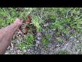 Middle of video