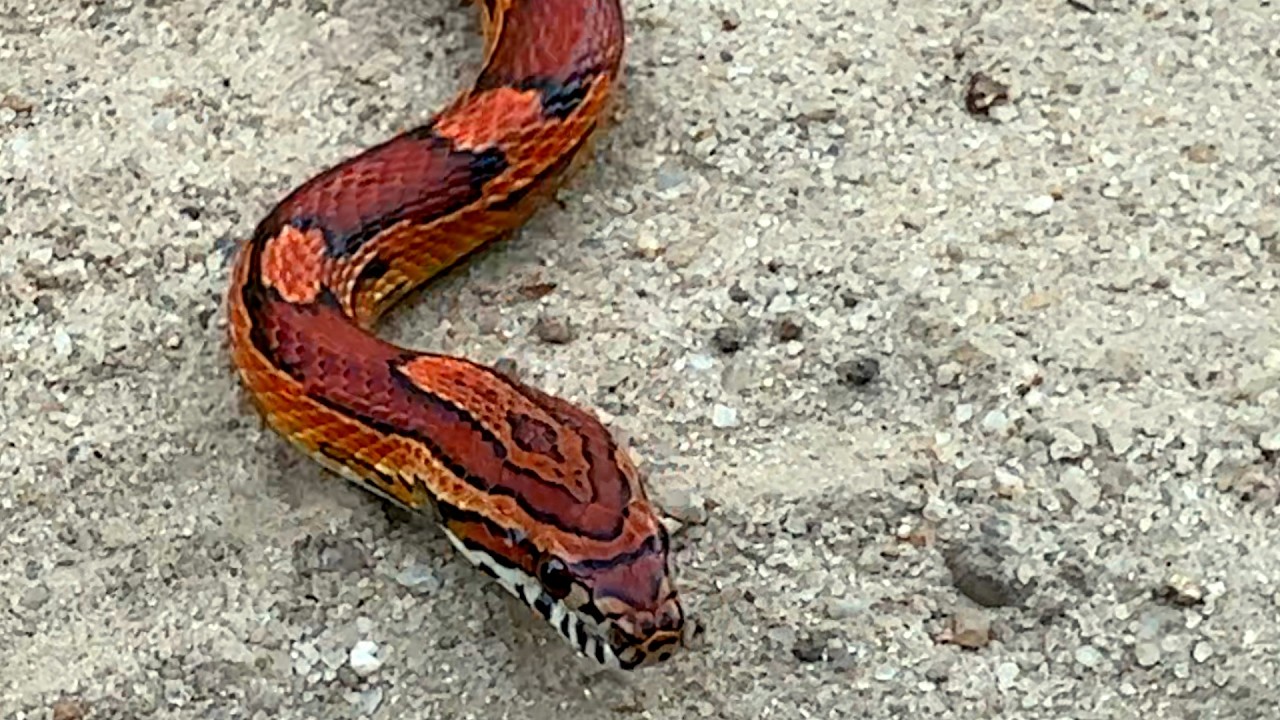 GRUMPY Corn Snake's Unusual Behavior Caught on Camera!
