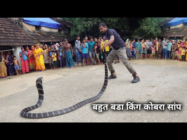 विषैले सापों में दुनिया का सबसे खतरनाक और लंबा सांप, जिसे देख कर रुह कांप उठती हैं King cobra rescue class=
