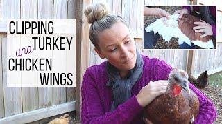 Clipping Chicken & Turkey Wings || Blood Feathers-Don't cut them TOO short!