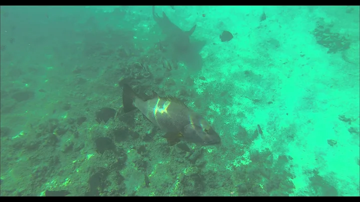 Giant Snapper at the Cape Eleuthera Marina