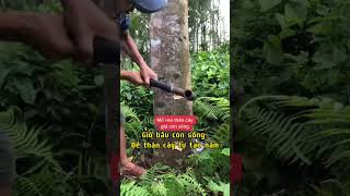 Cách tạo trầm hương tự nhiên_ Agarwood nature | Vũ trầm hương