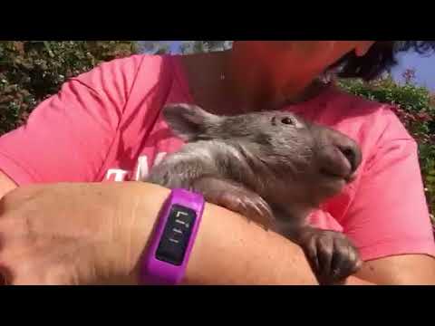 baby wombat meme What a cute little wombat face.