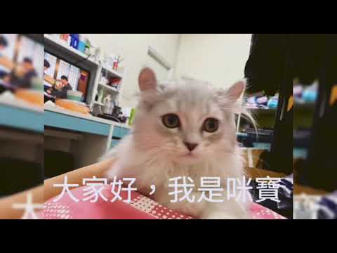 咪寶不是人，是隻貓